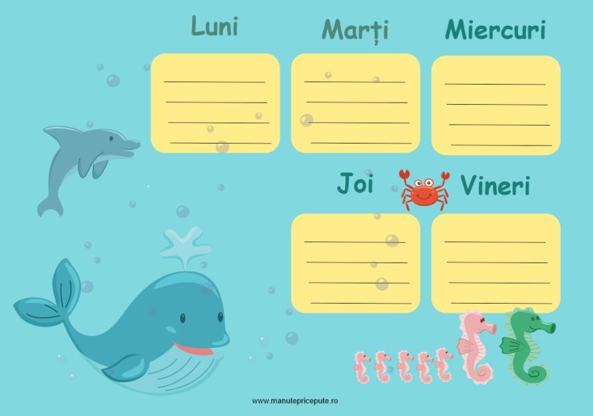 Clasa delfinilor – orar